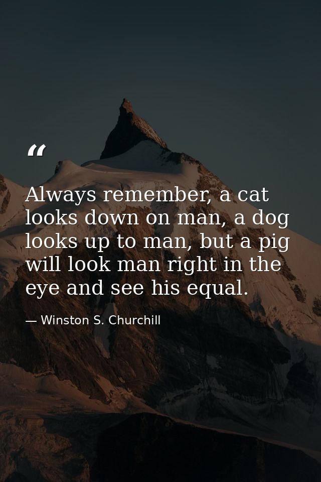 Always remember, a cat looks down on man, a dog looks up to man, but a pig will look man right in the eye and see his eq — Winston S. Churchill