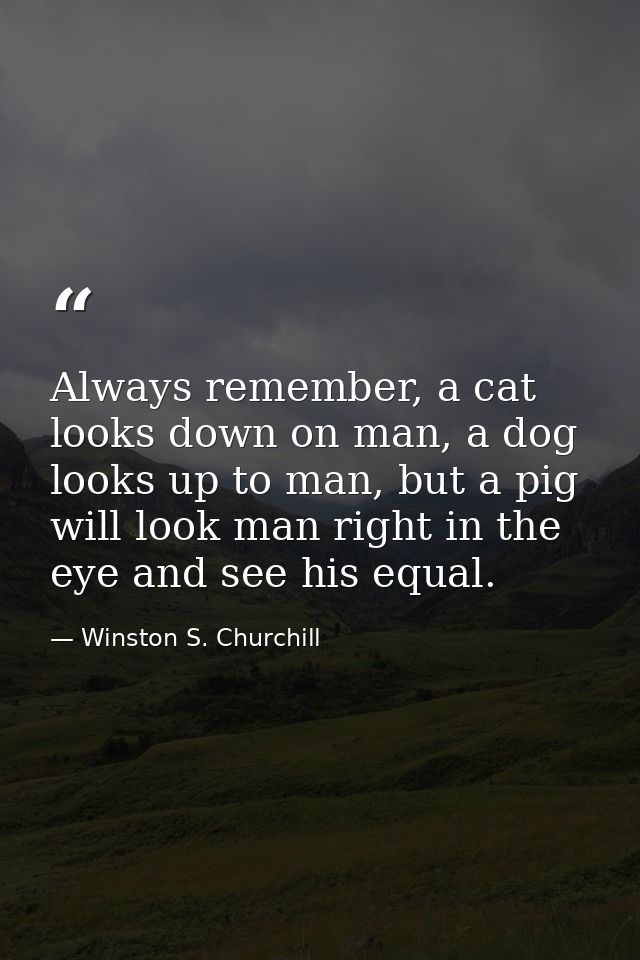 Always remember, a cat looks down on man, a dog looks up to man, but a pig will look man right in the eye and see his eq — Winston S. Churchill