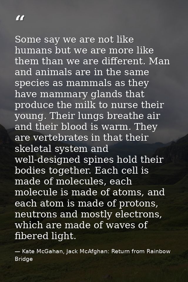 Some say we are not like humans but we are more like them than we are different. Man and animals are in the same species — Kate McGahan, Jack McAfghan: Return from Rainbow Bridge