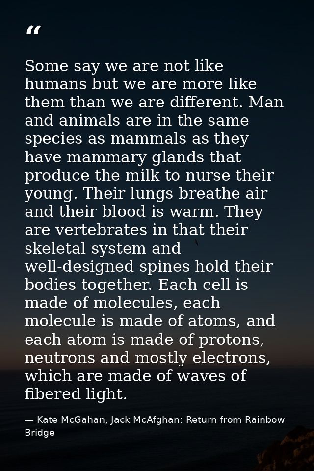Some say we are not like humans but we are more like them than we are different. Man and animals are in the same species — Kate McGahan, Jack McAfghan: Return from Rainbow Bridge