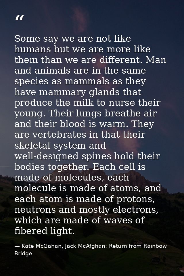 Some say we are not like humans but we are more like them than we are different. Man and animals are in the same species — Kate McGahan, Jack McAfghan: Return from Rainbow Bridge