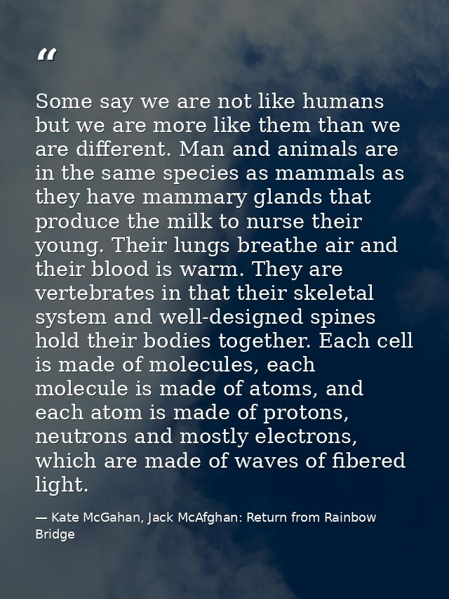 Some say we are not like humans but we are more like them than we are different. Man and animals are in the same species — Kate McGahan, Jack McAfghan: Return from Rainbow Bridge