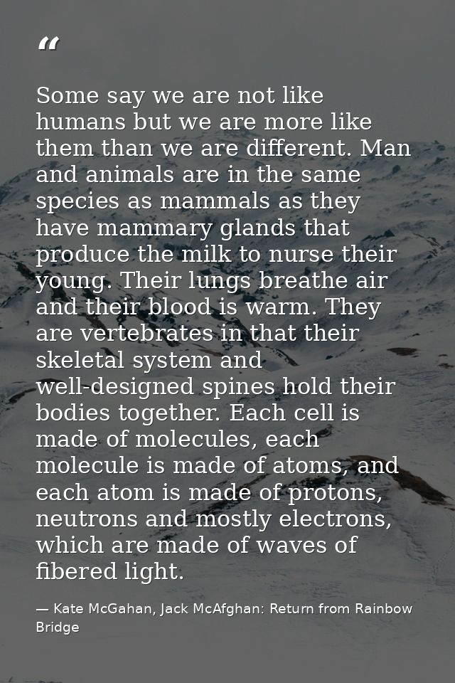 Some say we are not like humans but we are more like them than we are different. Man and animals are in the same species — Kate McGahan, Jack McAfghan: Return from Rainbow Bridge