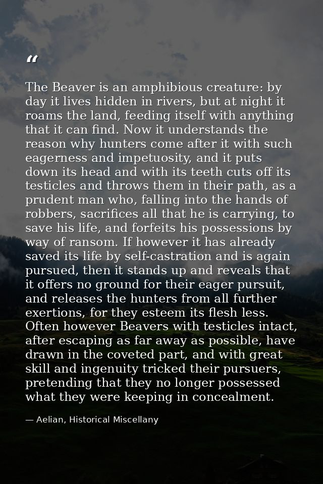 The Beaver is an amphibious creature: by day it lives hidden in rivers, but at night it roams the land, feeding itself w — Aelian, Historical Miscellany