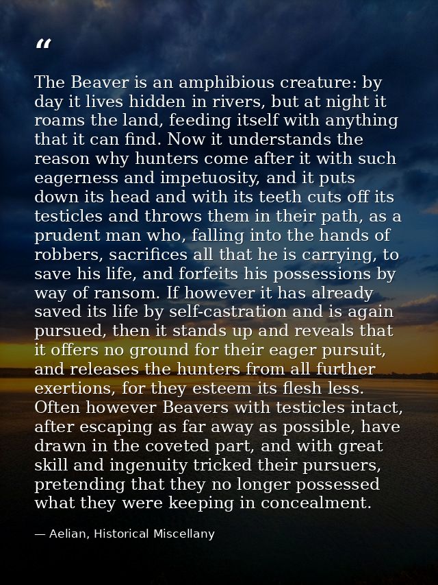 The Beaver is an amphibious creature: by day it lives hidden in rivers, but at night it roams the land, feeding itself w — Aelian, Historical Miscellany