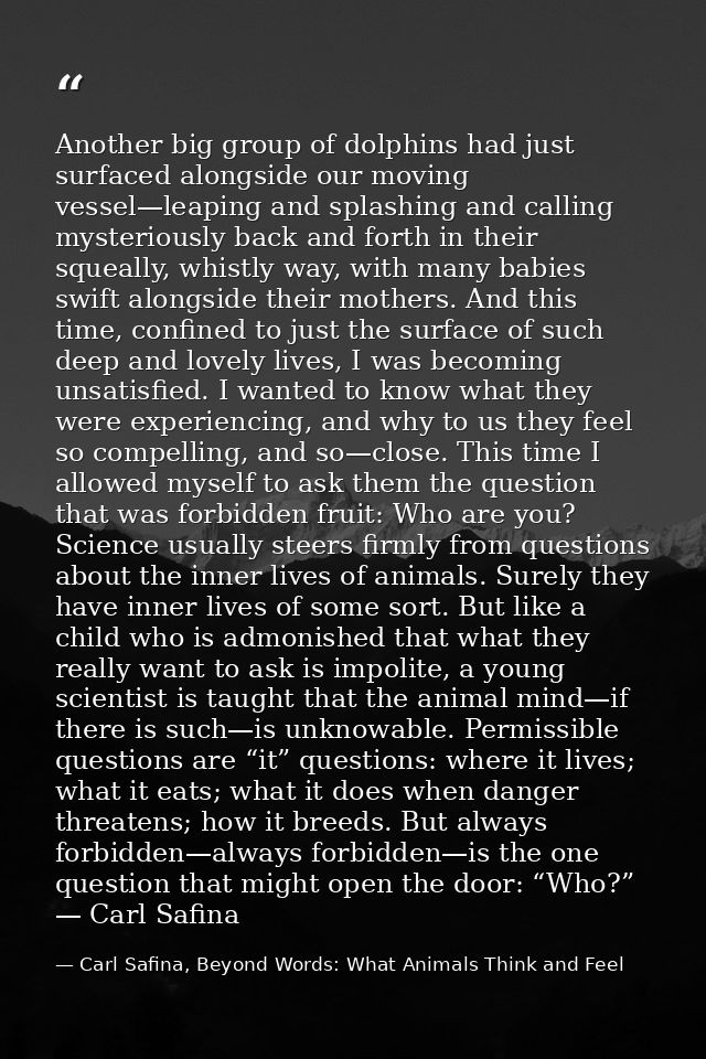 Another big group of dolphins had just surfaced alongside our moving vessel—leaping and splashing and calling mysterious — Carl Safina, Beyond Words: What Animals Think and Feel