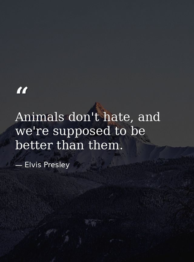 Animals don't hate, and we're supposed to be better than them. — Elvis Presley