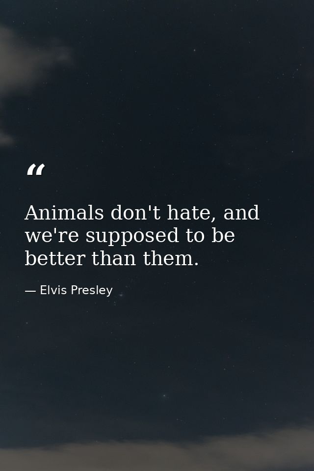 Animals don't hate, and we're supposed to be better than them. — Elvis Presley