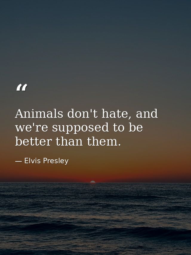Animals don't hate, and we're supposed to be better than them. — Elvis Presley