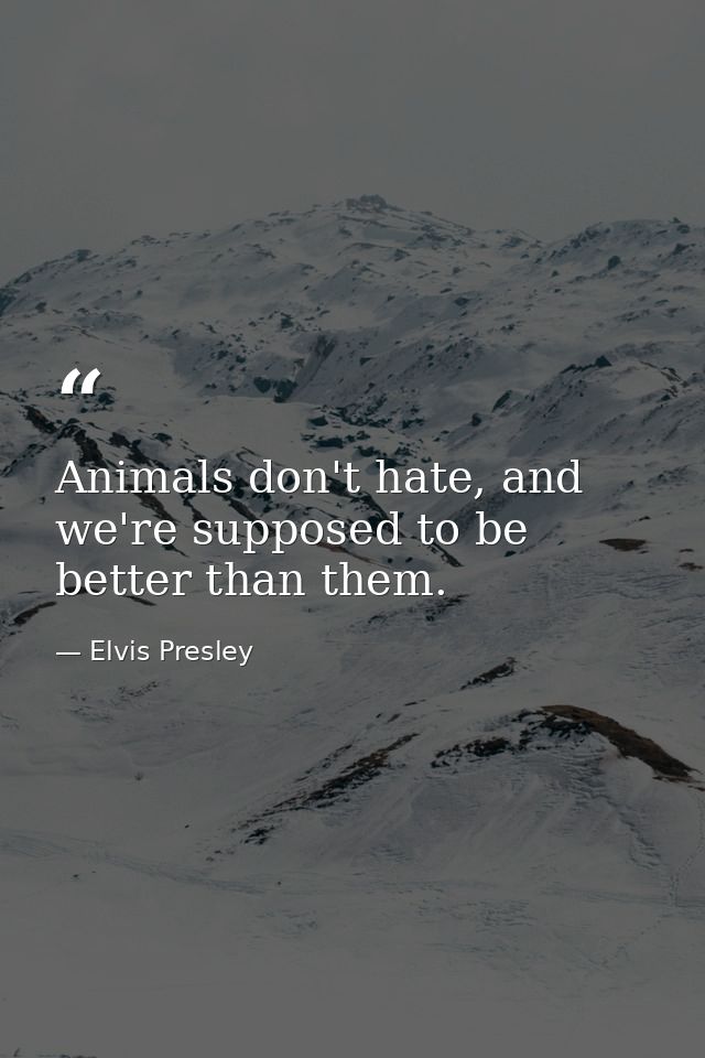 Animals don't hate, and we're supposed to be better than them. — Elvis Presley