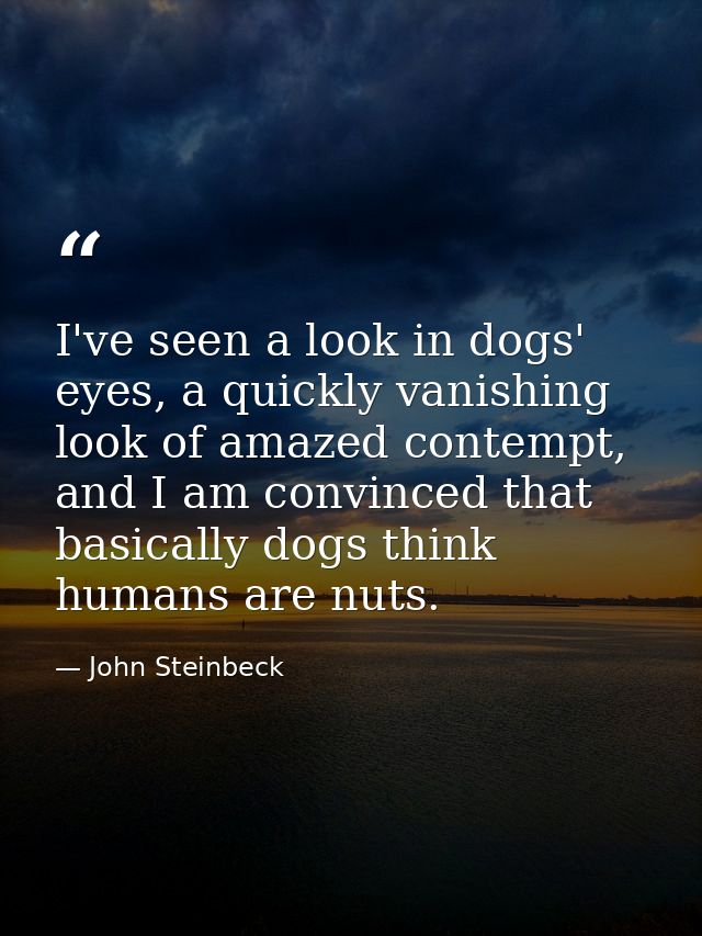 I've seen a look in dogs' eyes, a quickly vanishing look of amazed contempt, and I am convinced that basically dogs thin — John Steinbeck