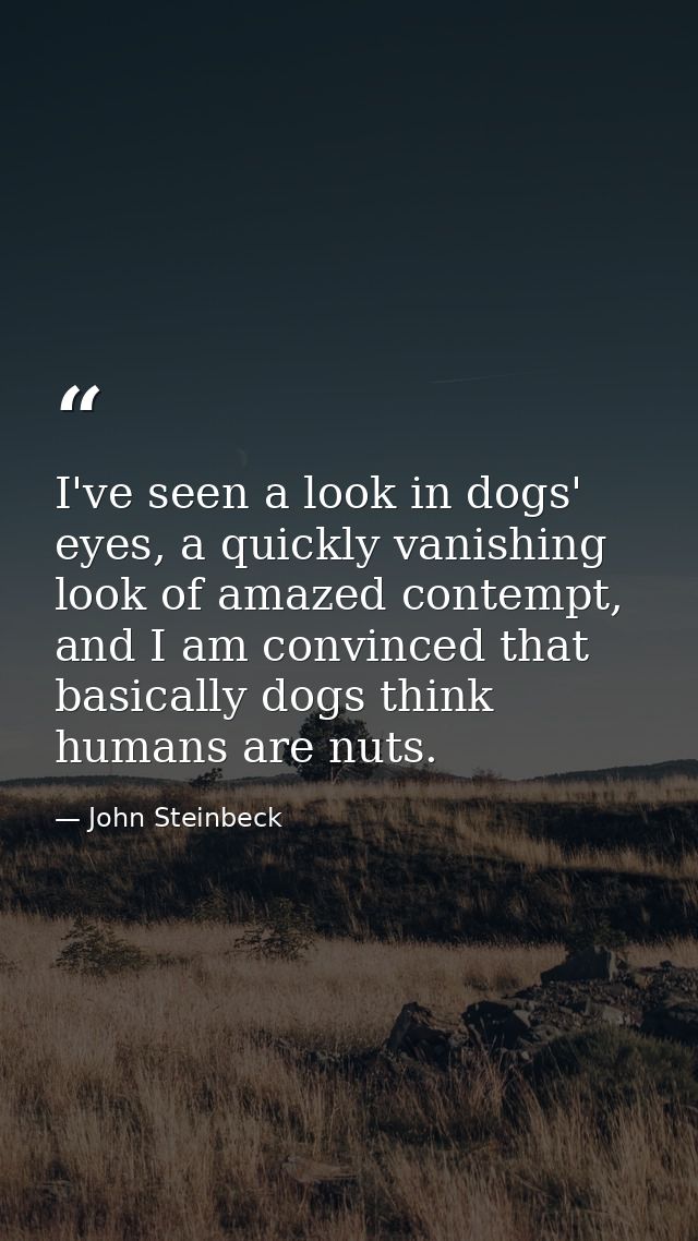 I've seen a look in dogs' eyes, a quickly vanishing look of amazed contempt, and I am convinced that basically dogs thin — John Steinbeck