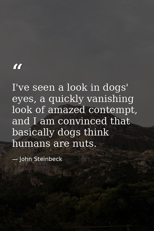 I've seen a look in dogs' eyes, a quickly vanishing look of amazed contempt, and I am convinced that basically dogs thin — John Steinbeck