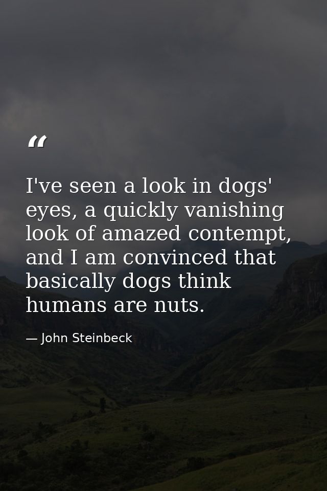 I've seen a look in dogs' eyes, a quickly vanishing look of amazed contempt, and I am convinced that basically dogs thin — John Steinbeck