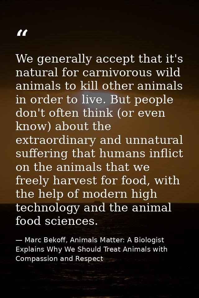 We generally accept that it's natural for carnivorous wild animals to kill other animals in order to live. But people do — Marc Bekoff, Animals Matter: A Biologist Explains Why We Should Treat Animals with Compassion and Respect