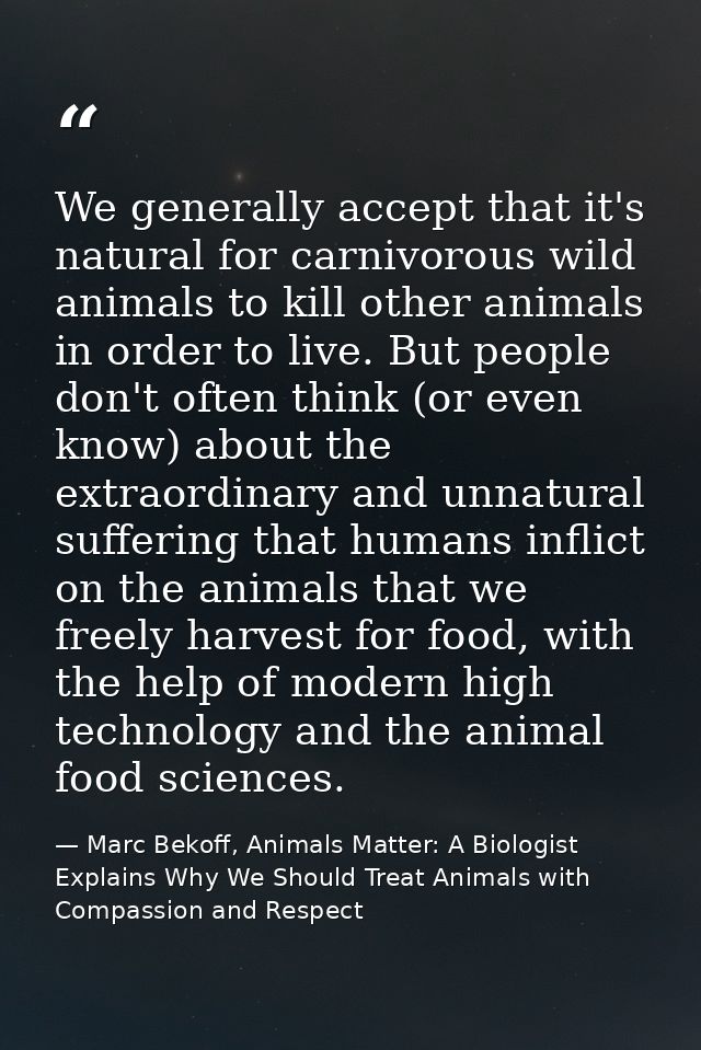 We generally accept that it's natural for carnivorous wild animals to kill other animals in order to live. But people do — Marc Bekoff, Animals Matter: A Biologist Explains Why We Should Treat Animals with Compassion and Respect