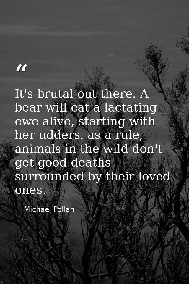 It's brutal out there. A bear will eat a lactating ewe alive, starting with her udders. as a rule, animals in the wild d — Michael Pollan