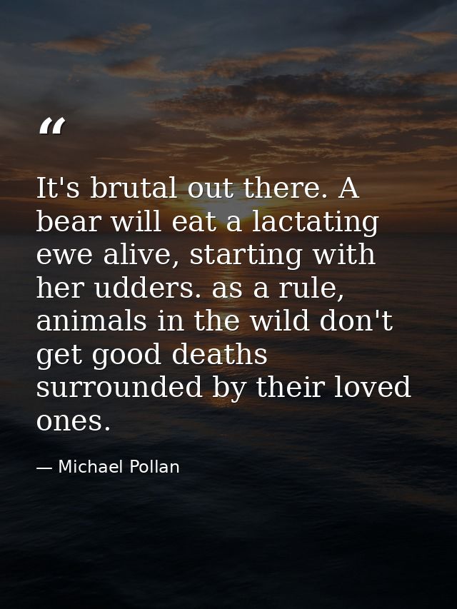 It's brutal out there. A bear will eat a lactating ewe alive, starting with her udders. as a rule, animals in the wild d — Michael Pollan