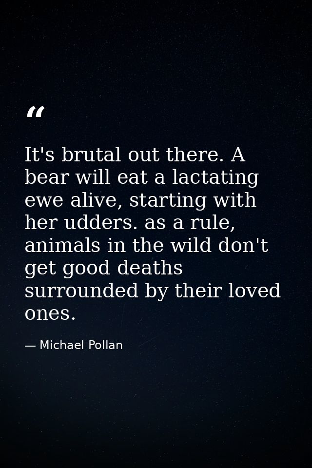 It's brutal out there. A bear will eat a lactating ewe alive, starting with her udders. as a rule, animals in the wild d — Michael Pollan