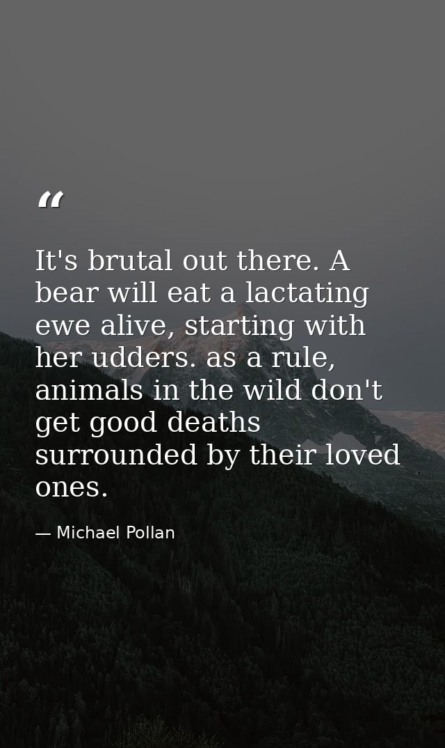 It's brutal out there. A bear will eat a lactating ewe alive, starting with her udders. as a rule, animals in the wild d — Michael Pollan