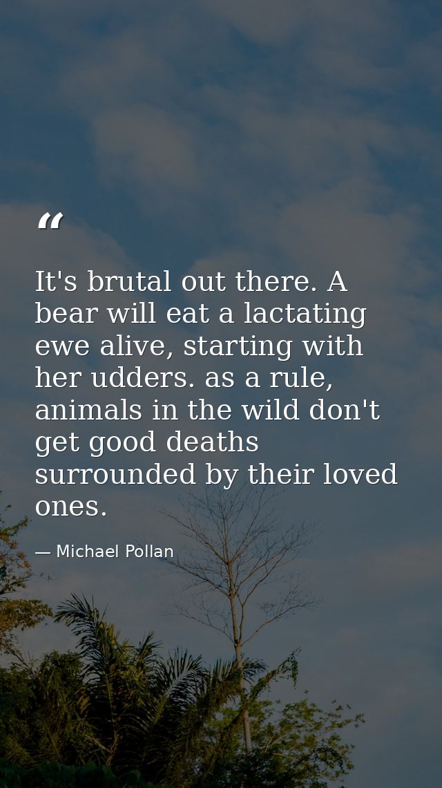 It's brutal out there. A bear will eat a lactating ewe alive, starting with her udders. as a rule, animals in the wild d — Michael Pollan