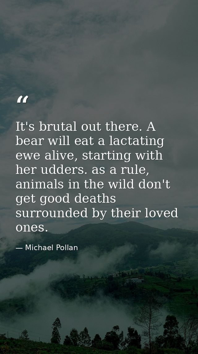 It's brutal out there. A bear will eat a lactating ewe alive, starting with her udders. as a rule, animals in the wild d — Michael Pollan