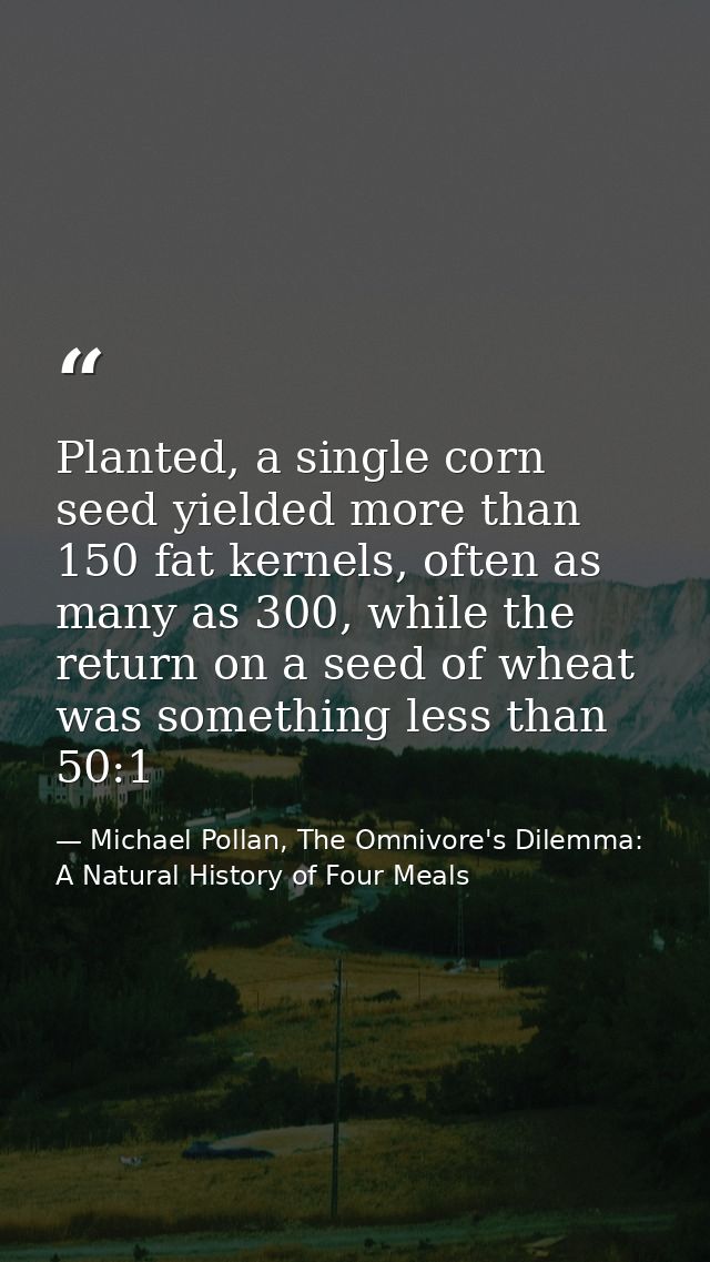 Planted, a single corn seed yielded more than 150 fat kernels, often as many as 300, while the return on a seed of wheat — Michael Pollan, The Omnivore's Dilemma: A Natural History of Four Meals