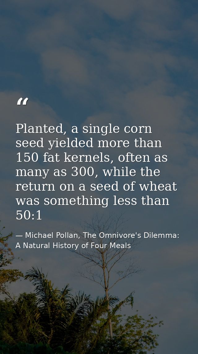 Planted, a single corn seed yielded more than 150 fat kernels, often as many as 300, while the return on a seed of wheat — Michael Pollan, The Omnivore's Dilemma: A Natural History of Four Meals