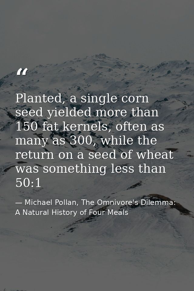 Planted, a single corn seed yielded more than 150 fat kernels, often as many as 300, while the return on a seed of wheat — Michael Pollan, The Omnivore's Dilemma: A Natural History of Four Meals