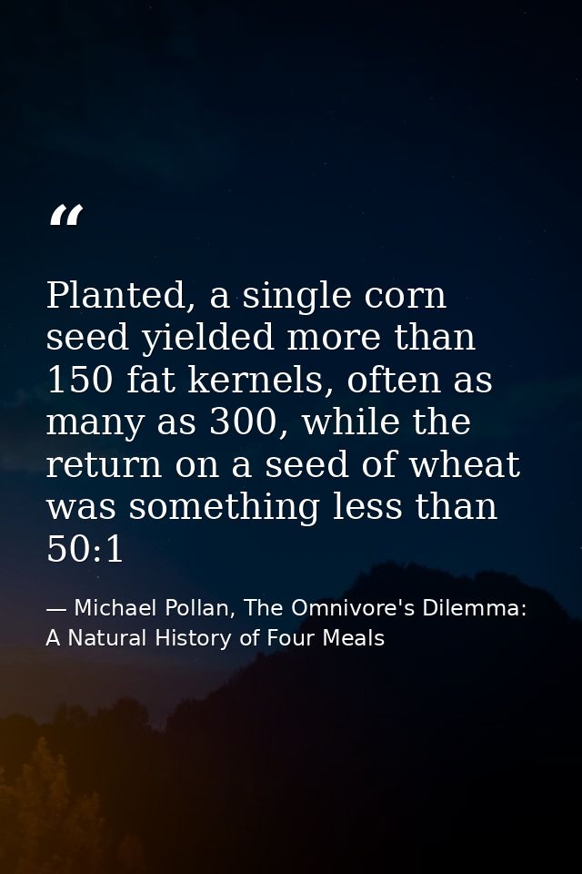 Planted, a single corn seed yielded more than 150 fat kernels, often as many as 300, while the return on a seed of wheat — Michael Pollan, The Omnivore's Dilemma: A Natural History of Four Meals