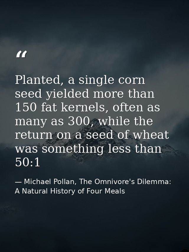 Planted, a single corn seed yielded more than 150 fat kernels, often as many as 300, while the return on a seed of wheat — Michael Pollan, The Omnivore's Dilemma: A Natural History of Four Meals