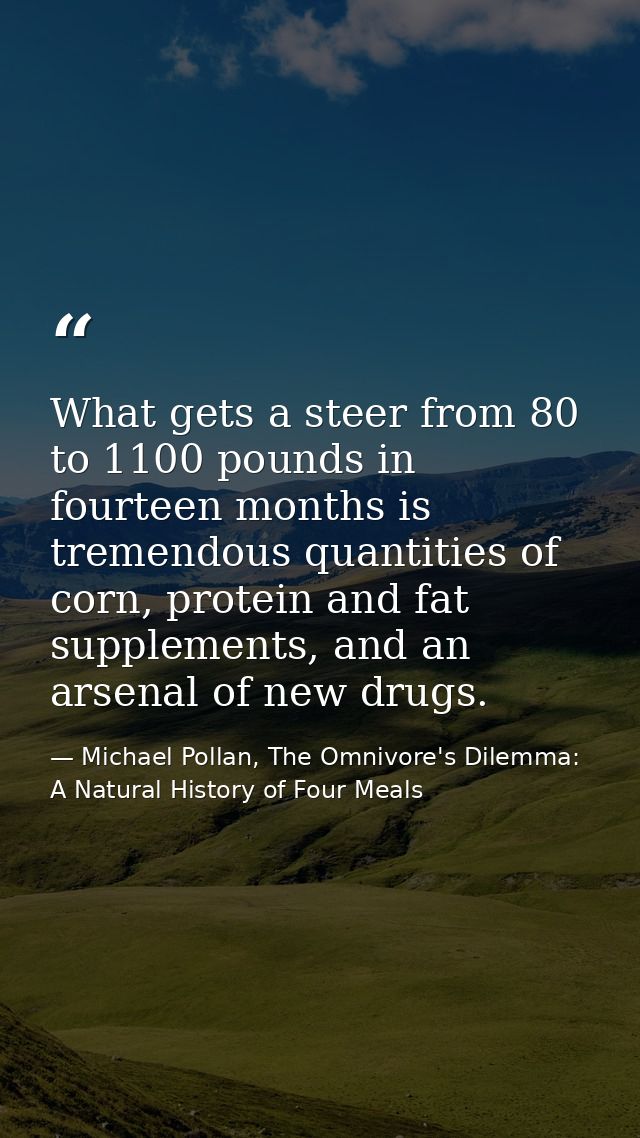 What gets a steer from 80 to 1100 pounds in fourteen months is tremendous quantities of corn, protein and fat supplement — Michael Pollan, The Omnivore's Dilemma: A Natural History of Four Meals