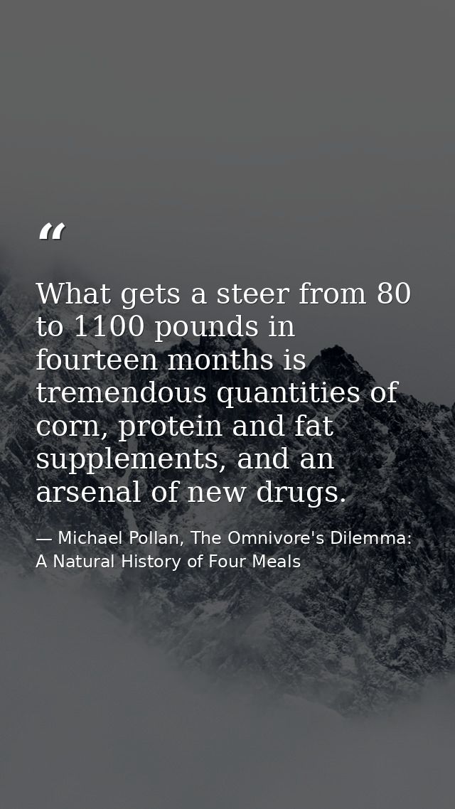 What gets a steer from 80 to 1100 pounds in fourteen months is tremendous quantities of corn, protein and fat supplement — Michael Pollan, The Omnivore's Dilemma: A Natural History of Four Meals