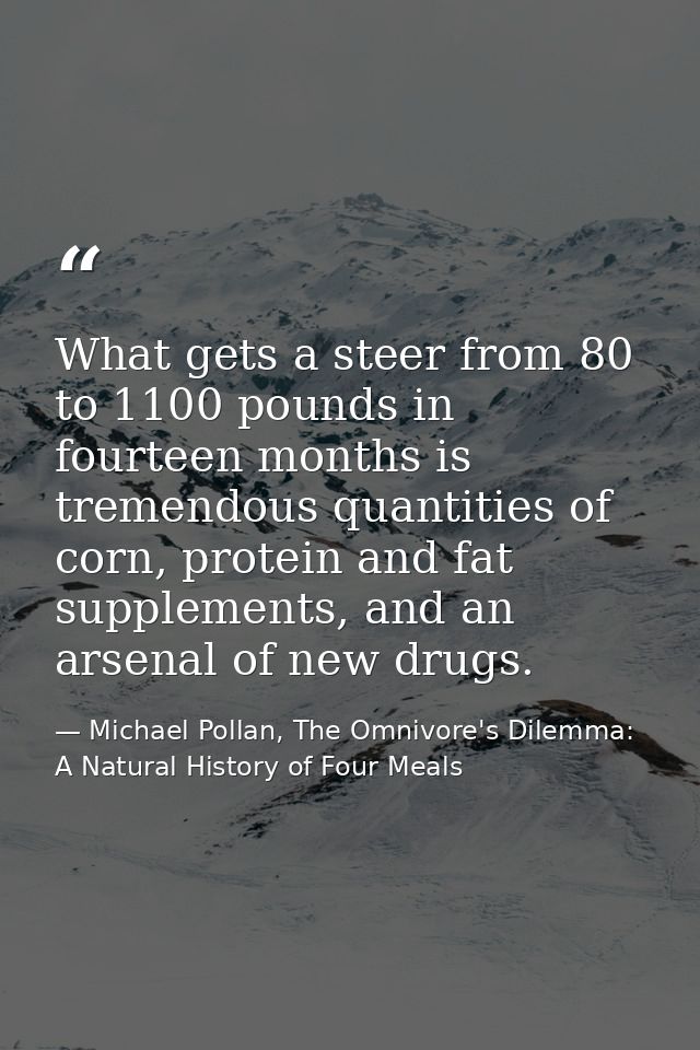 What gets a steer from 80 to 1100 pounds in fourteen months is tremendous quantities of corn, protein and fat supplement — Michael Pollan, The Omnivore's Dilemma: A Natural History of Four Meals