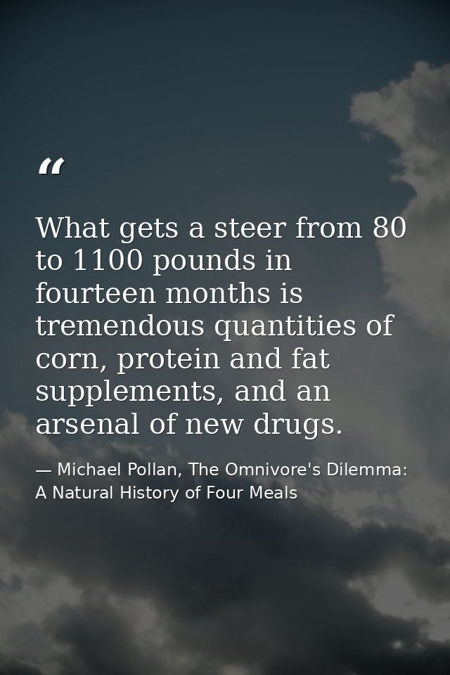 What gets a steer from 80 to 1100 pounds in fourteen months is tremendous quantities of corn, protein and fat supplement — Michael Pollan, The Omnivore's Dilemma: A Natural History of Four Meals