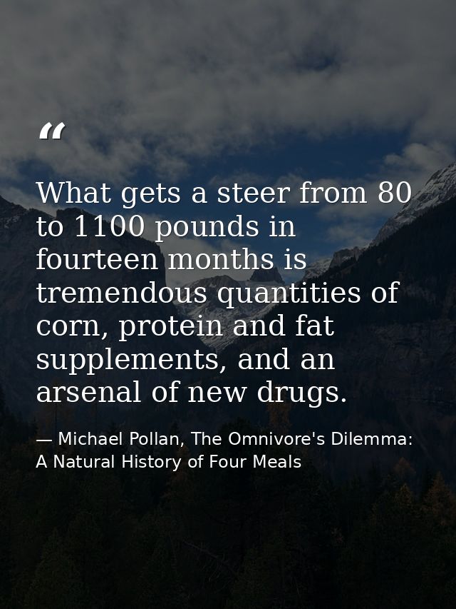 What gets a steer from 80 to 1100 pounds in fourteen months is tremendous quantities of corn, protein and fat supplement — Michael Pollan, The Omnivore's Dilemma: A Natural History of Four Meals