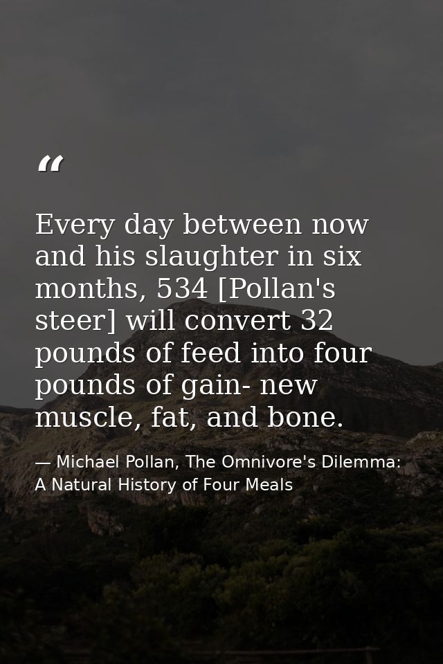 Every day between now and his slaughter in six months, 534 [Pollan's steer] will convert 32 pounds of feed into four pou — Michael Pollan, The Omnivore's Dilemma: A Natural History of Four Meals