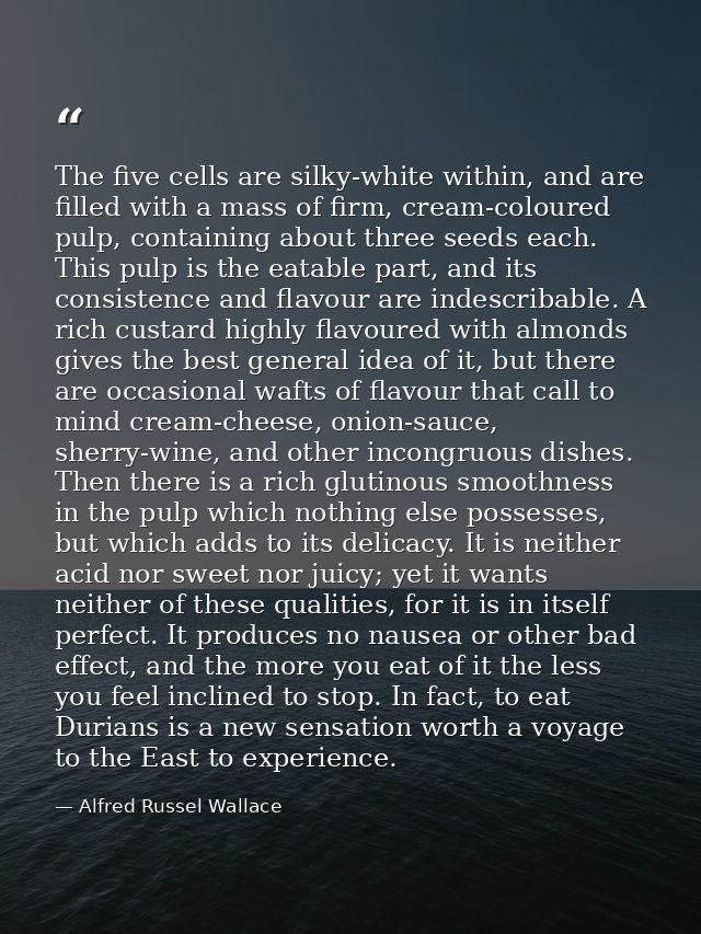 The five cells are silky-white within, and are filled with a mass of firm, cream-coloured pulp, containing about three s — Alfred Russel Wallace