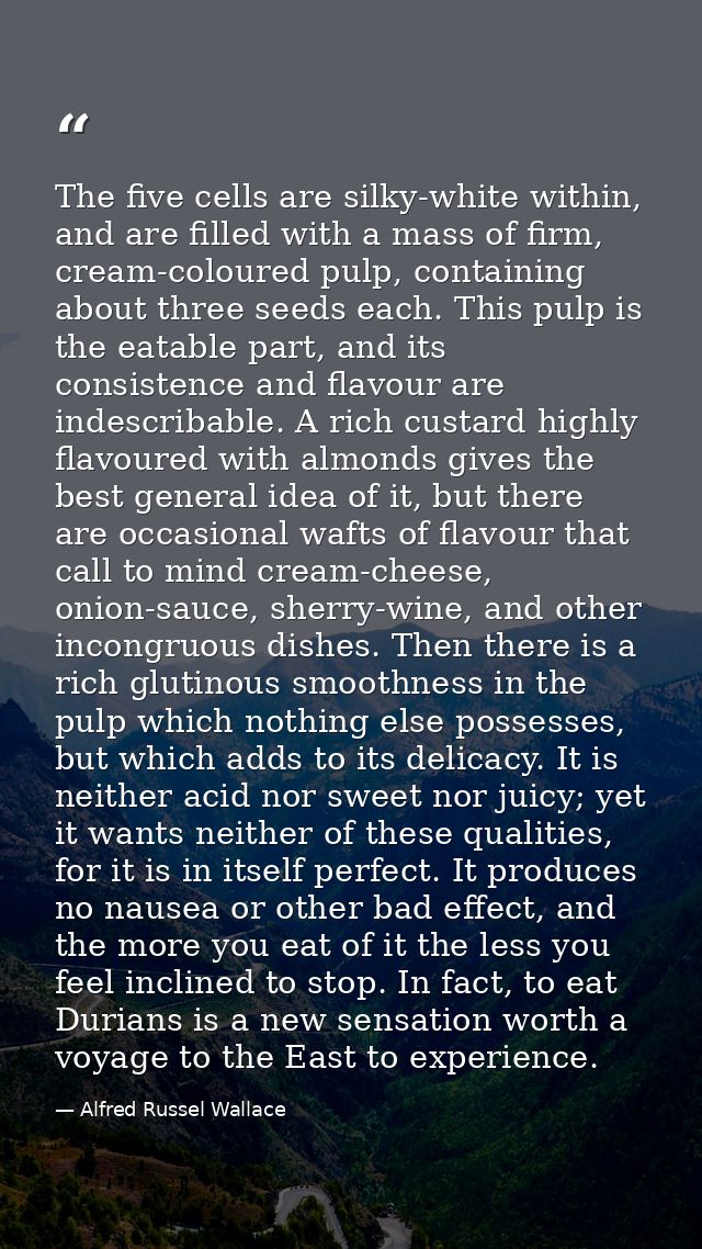 The five cells are silky-white within, and are filled with a mass of firm, cream-coloured pulp, containing about three s — Alfred Russel Wallace