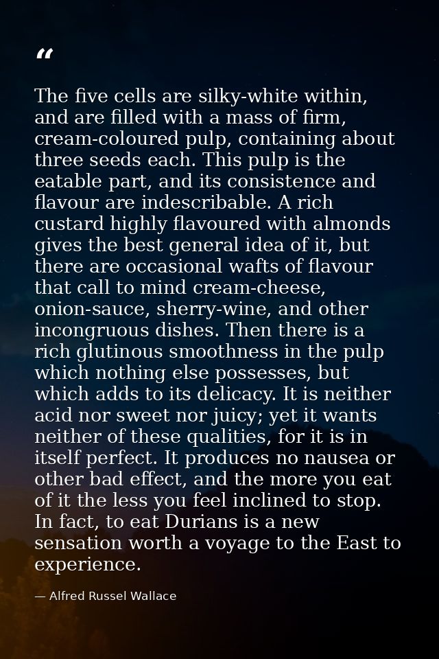 The five cells are silky-white within, and are filled with a mass of firm, cream-coloured pulp, containing about three s — Alfred Russel Wallace