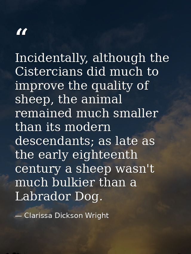 Incidentally, although the Cistercians did much to improve the quality of sheep, the animal remained much smaller than i — Clarissa Dickson Wright