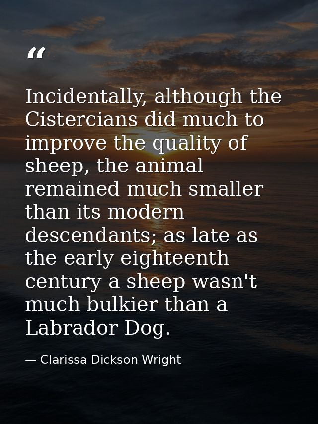 Incidentally, although the Cistercians did much to improve the quality of sheep, the animal remained much smaller than i — Clarissa Dickson Wright