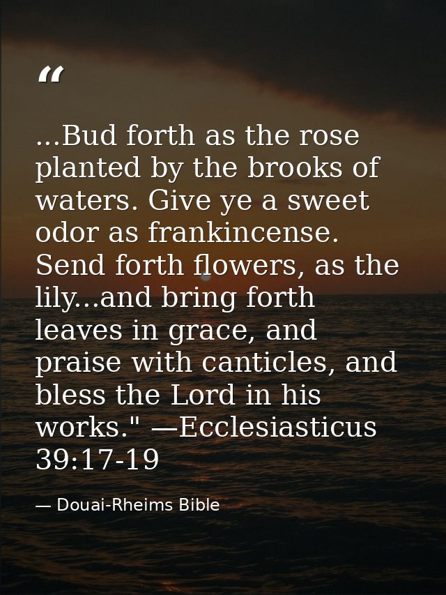 ...Bud forth as the rose planted by the brooks of waters. Give ye a sweet odor as frankincense. Send forth flowers, as t — Douai-Rheims Bible