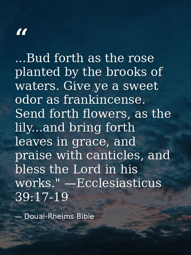 ...Bud forth as the rose planted by the brooks of waters. Give ye a sweet odor as frankincense. Send forth flowers, as t — Douai-Rheims Bible