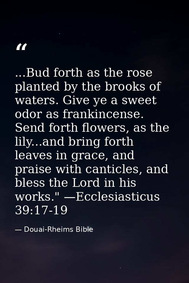 ...Bud forth as the rose planted by the brooks of waters. Give ye a sweet odor as frankincense. Send forth flowers, as t — Douai-Rheims Bible