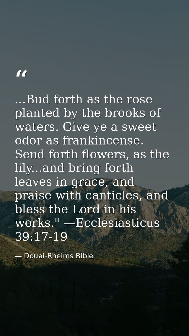 ...Bud forth as the rose planted by the brooks of waters. Give ye a sweet odor as frankincense. Send forth flowers, as t — Douai-Rheims Bible