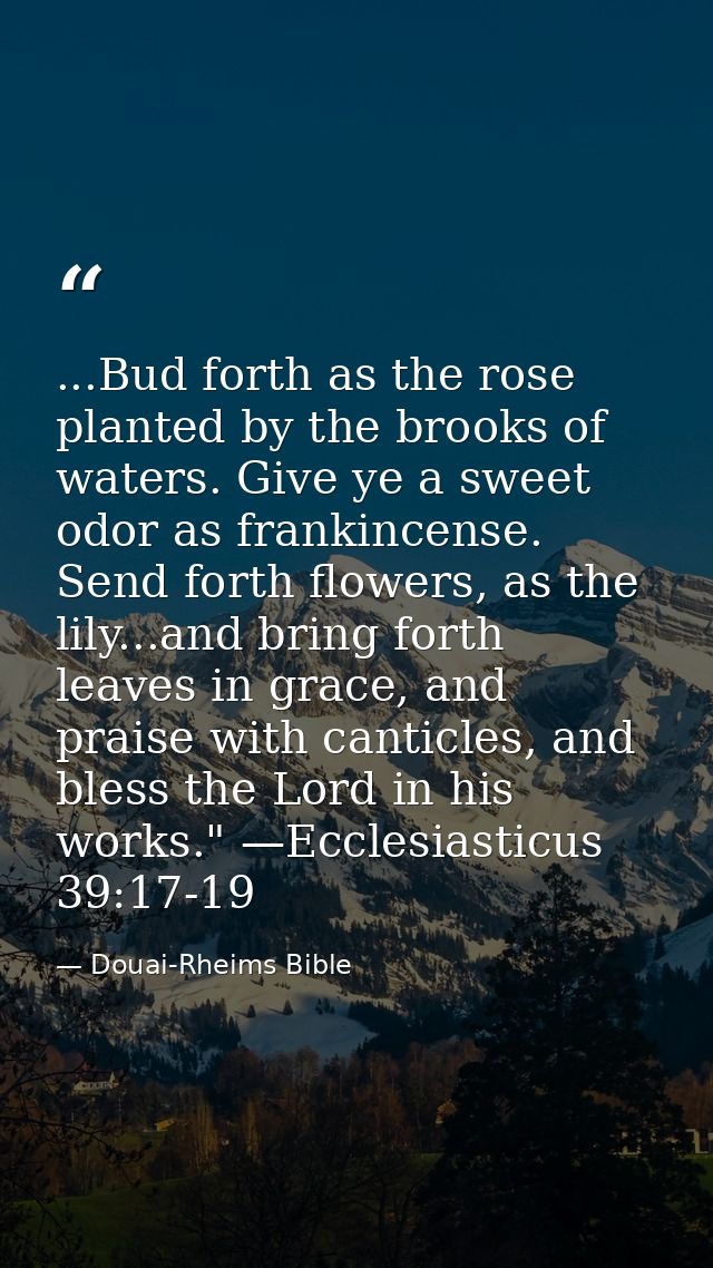 ...Bud forth as the rose planted by the brooks of waters. Give ye a sweet odor as frankincense. Send forth flowers, as t — Douai-Rheims Bible