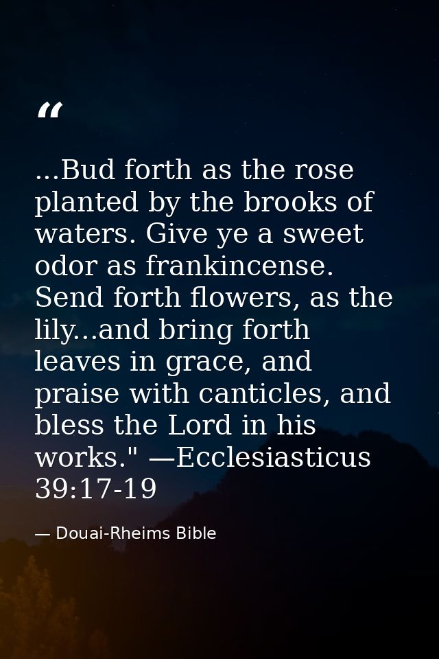 ...Bud forth as the rose planted by the brooks of waters. Give ye a sweet odor as frankincense. Send forth flowers, as t — Douai-Rheims Bible