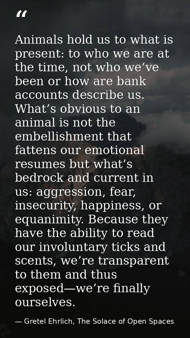 Animals hold us to what is present: to who we are at the time, not who we’ve been or how are bank accounts describe us.  — Gretel Ehrlich, The Solace of Open Spaces