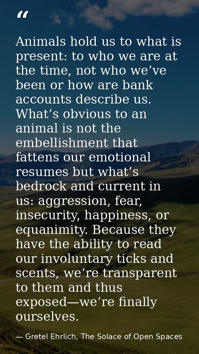 Animals hold us to what is present: to who we are at the time, not who we’ve been or how are bank accounts describe us.  — Gretel Ehrlich, The Solace of Open Spaces